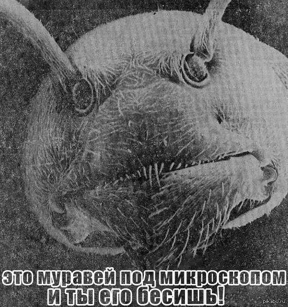 Муравей | Пикабу