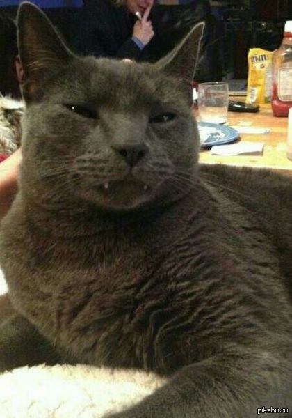 Дракулита, вампиреныш!