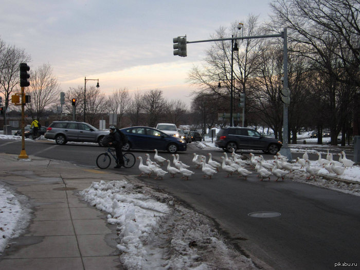 ���������� )