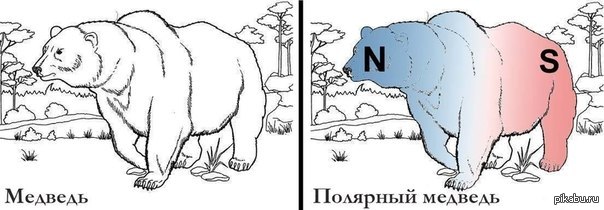 Медведь | Пикабу