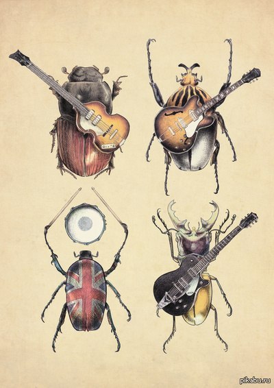 Meet the Beetles