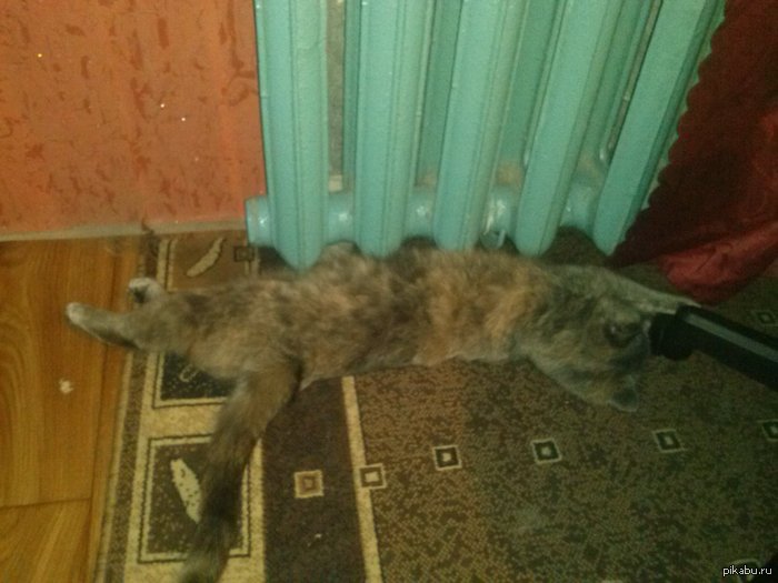Котейка греется