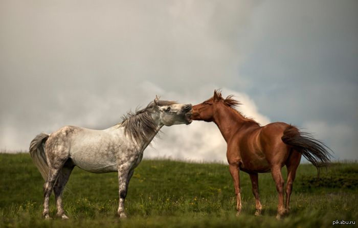 Друзья лошадки. Любовь лошадей. Две лошади. Пара лошадей. Влюбленные лошади.