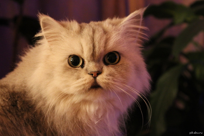 ��� ��� ��� ���������� ������ ���������, �� ��� � ��� :3