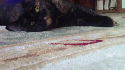 ���� ����