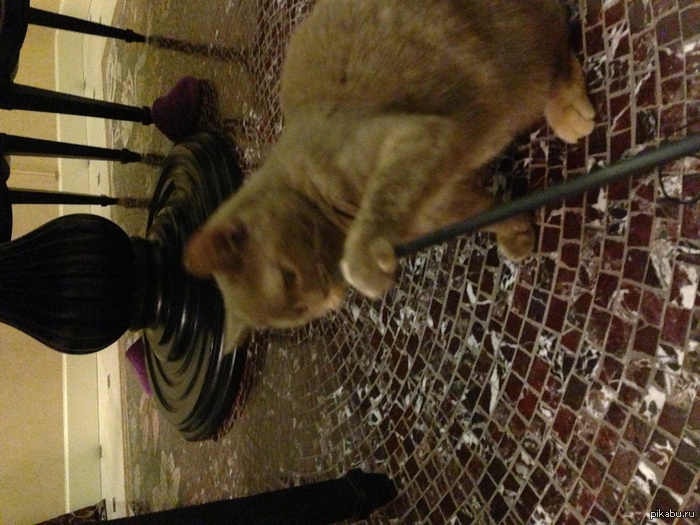 Всем котов)