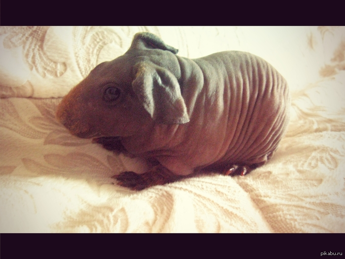 Как назвать малыша скинни ?