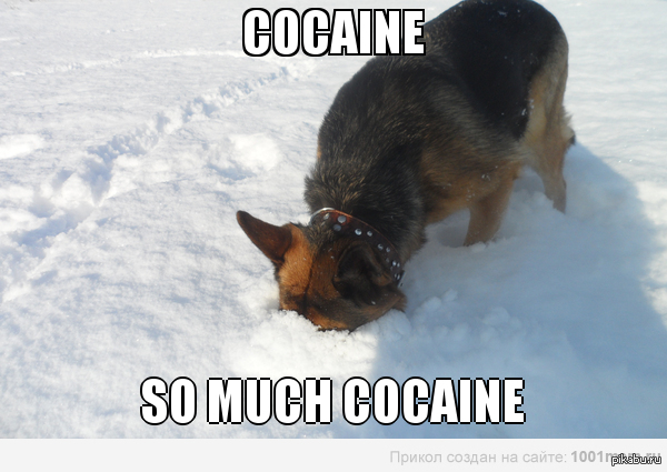 Cocaine Pussy