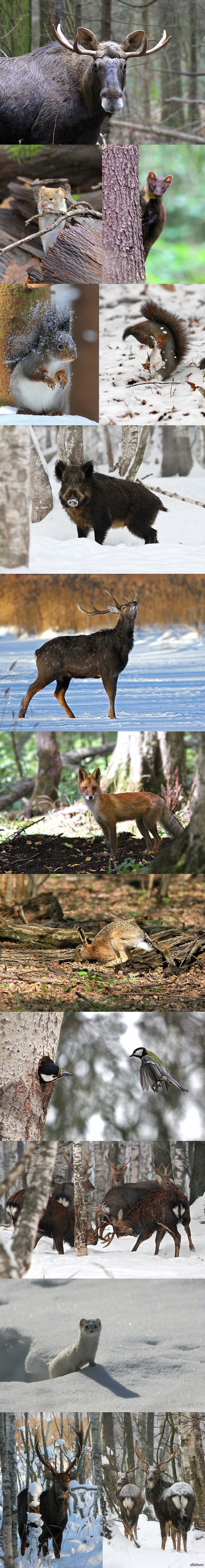 Зверье лесное :) (длиннопост)