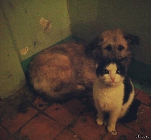 Бродяжки, приютились в подъезде