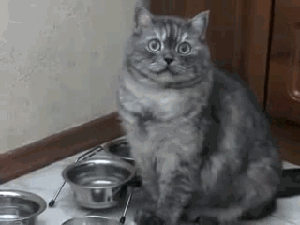 Я хочу, чтобы ты кормил меня