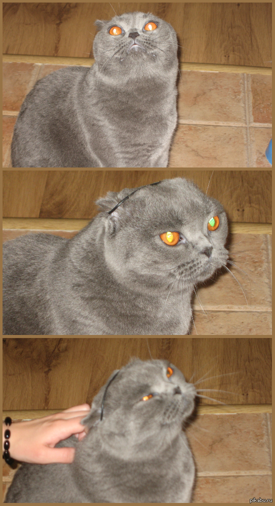 Кошка кайфует от резинки на ушах