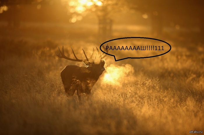 И так почти каждый раз...