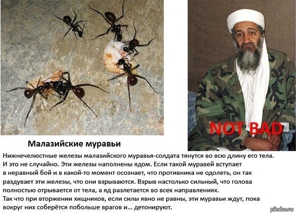Бен Ладен | Пикабу