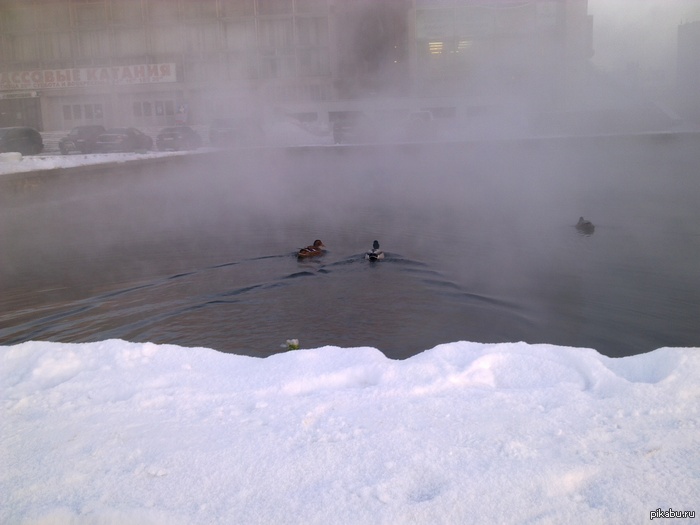   .   -15  , 15.01.2013   -15,    ,        