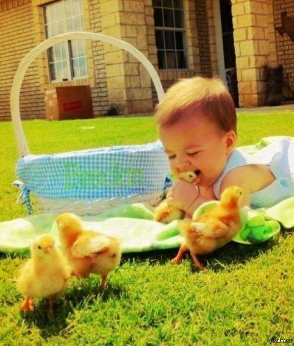 Ducks given 5. Утка с носом в такси. Цыпленок для детей. Duck 2 класс. 11.