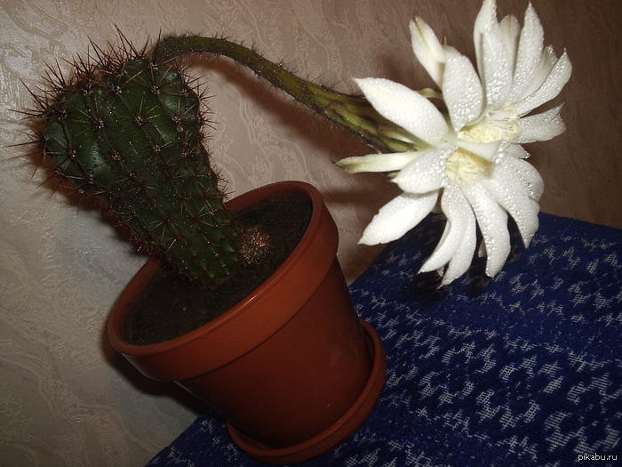 Цветет одну ночь, пахнет сладко...