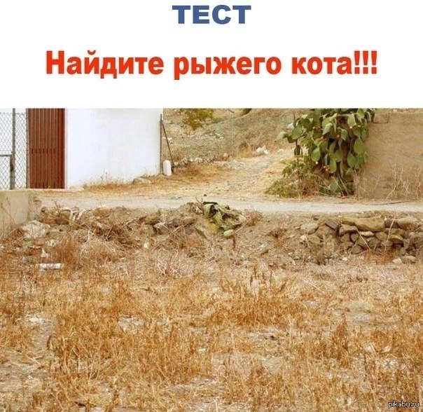 Тесты На Внимательность Фото