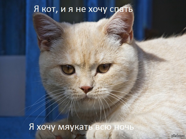 Кремовый британец кот