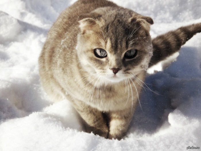 ��� ���������)