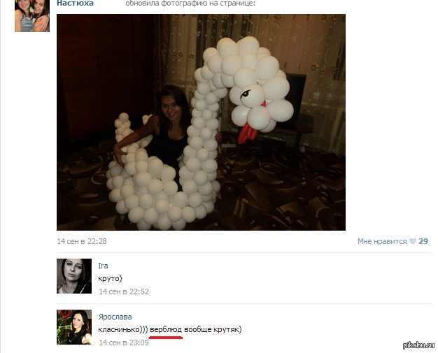 Верблюд | Пикабу