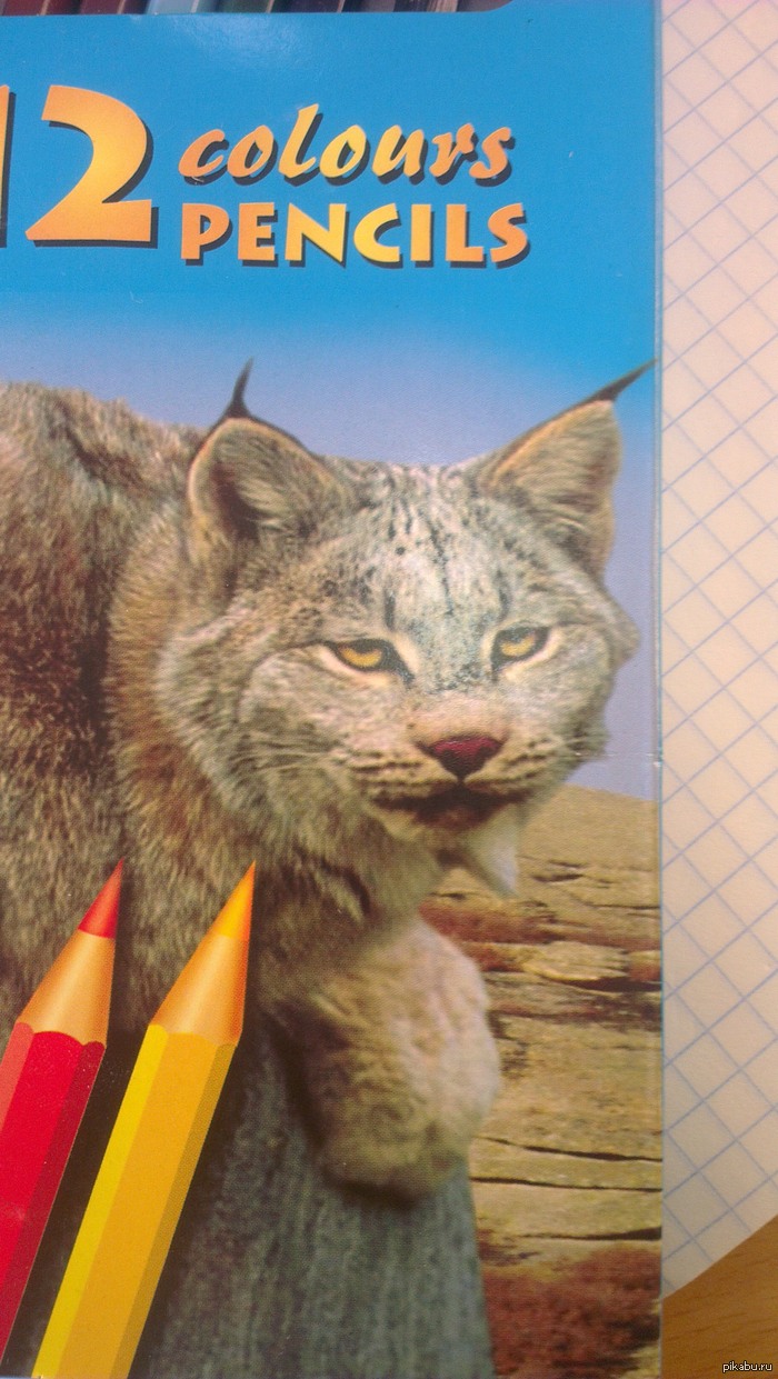 Вот такой котик нарисован на коробочке с карандашами...