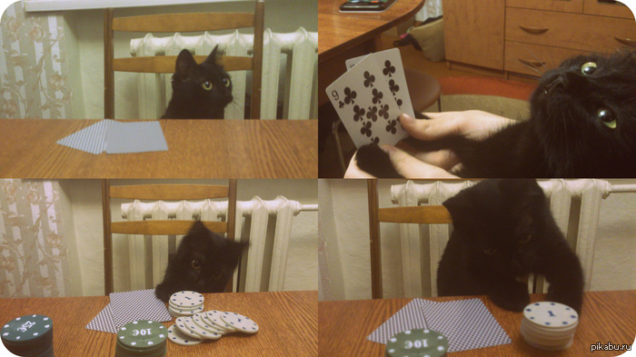 PokerCat 