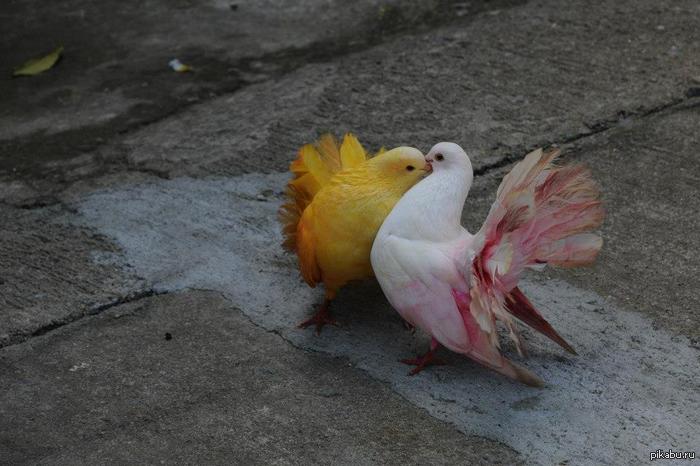 вот такие вот голубки в Тайланде=* :-)