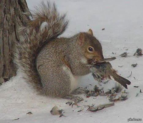 good squirrel))) - Pictures and photos