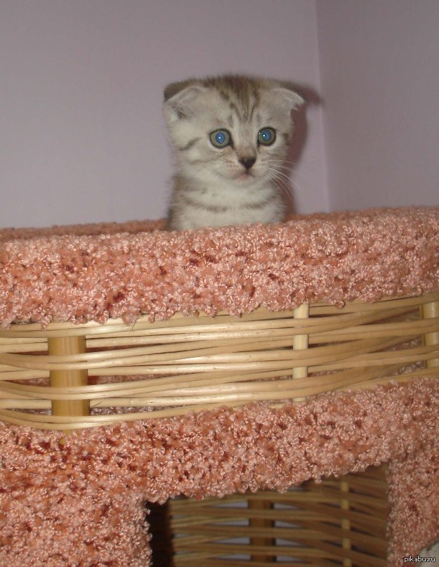 �������� ������� ������ ������