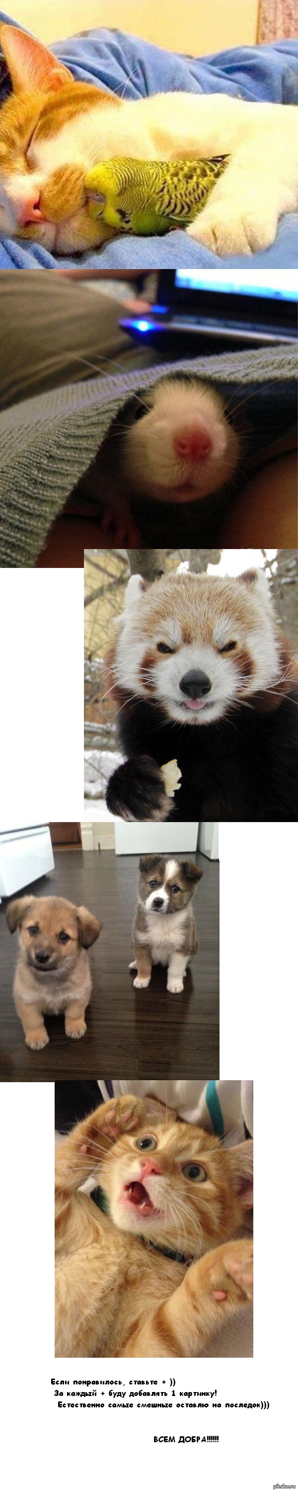 ������� ��������