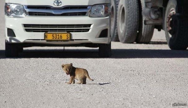 ����������� ������ ������� � ������������ ����� Etosha National Park � �������