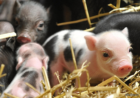 mini pig, milashki