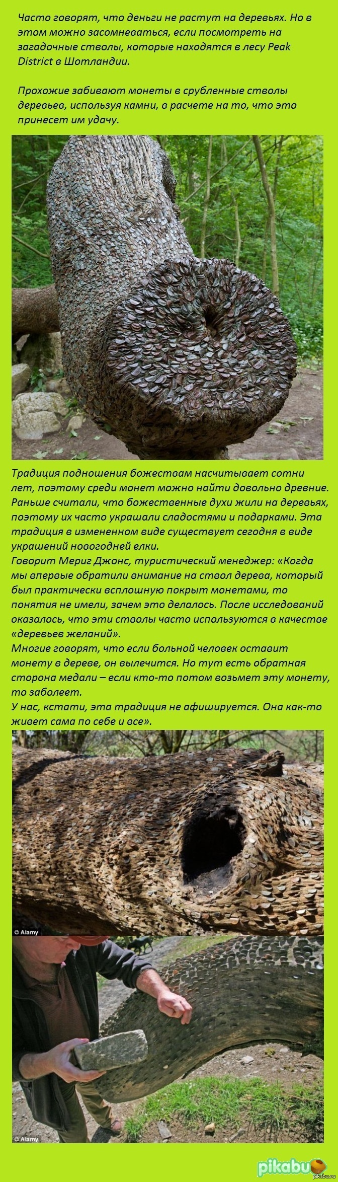 Монетные деревья в Англии | Пикабу