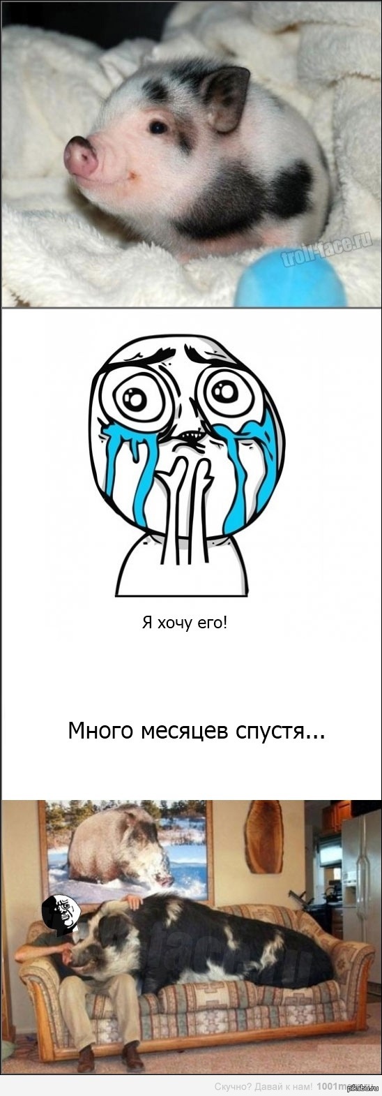 Поросеночек | Пикабу