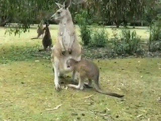 , !  ? 