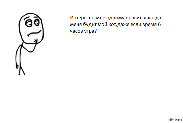 Кот-будильник | Пикабу
