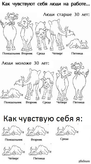 Ощущения от работы в картинках