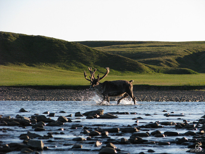 Видал фотку с оленем красивую,вот ещё