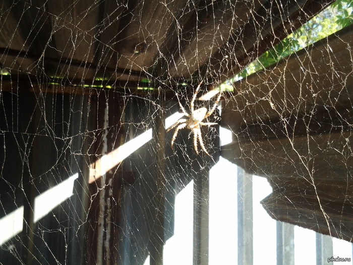 ������, ����...