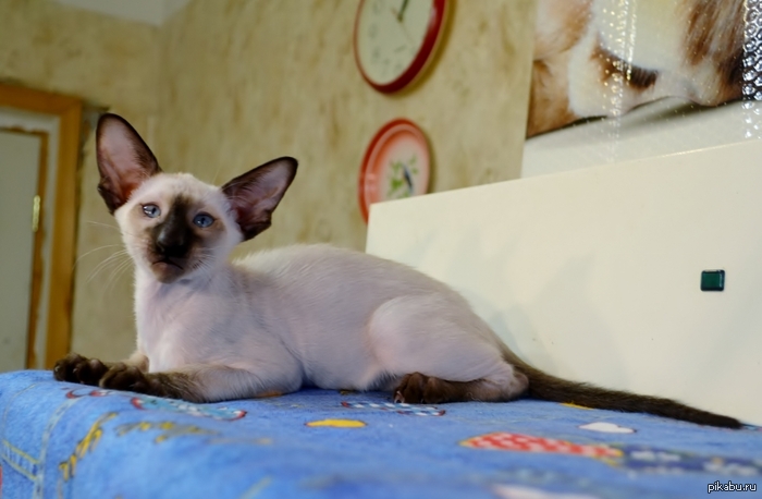 ��� ���� (��������), ������ ��� 3,5 ���