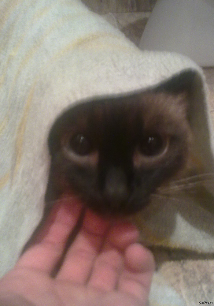 &quot;    &quot; ( )