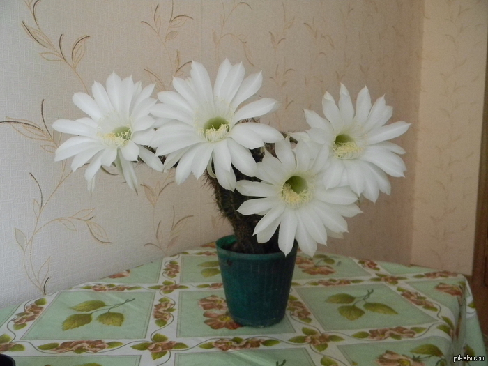 ���� ����� ������� (���� 2012)