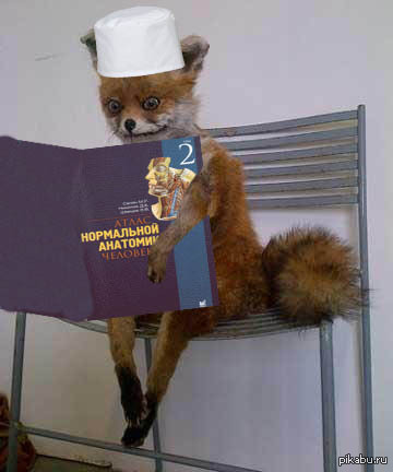 Будни медика-первокурсника)