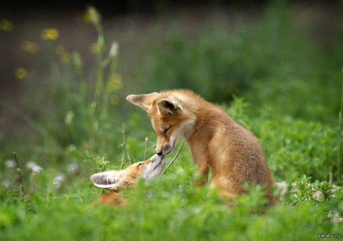 ����� ��������