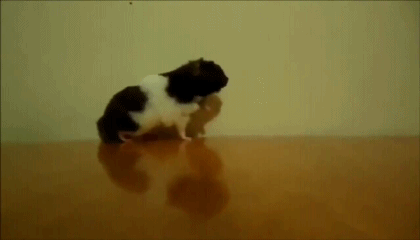 ���� ����� ��� ��������������