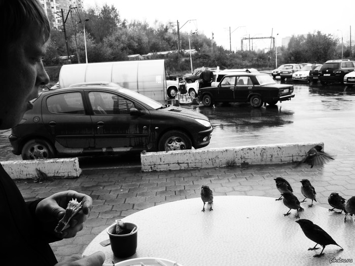 Птички прилетели | Пикабу