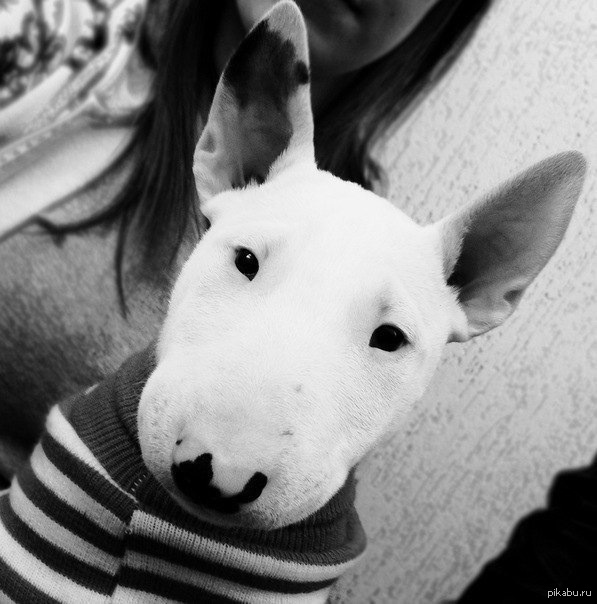 ��� �������)