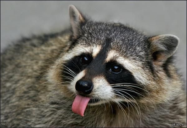 ,,    :3  