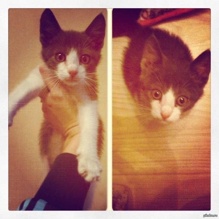 �����������, ������) ������ � � ���� ���� �������)